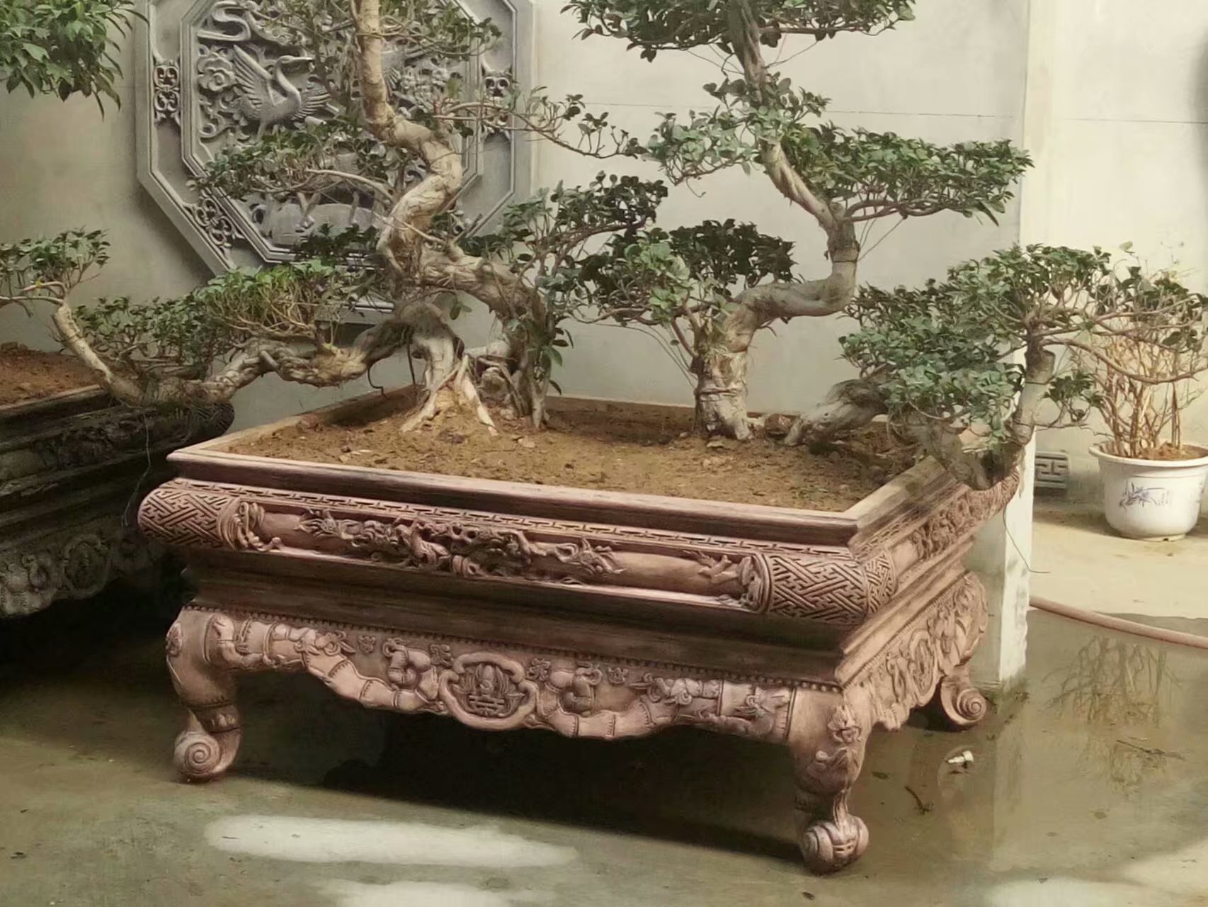 皇家仿古盆景 (1).jpg