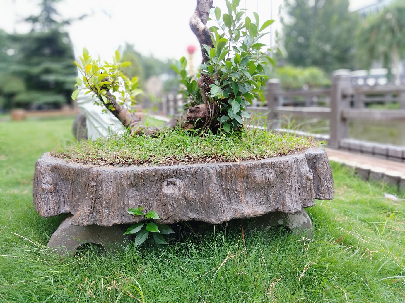 根雕盆景 (2).jpg