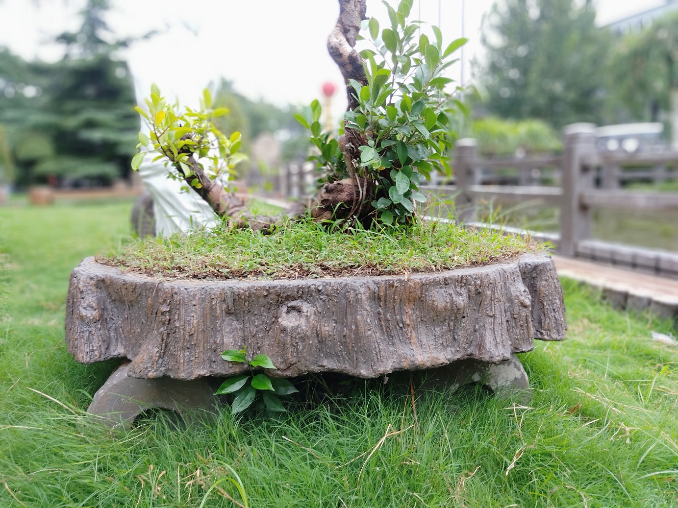 根雕盆（pén）景 (5).jpg